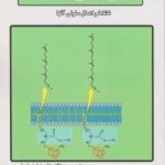 بیوشیمی غشاء ( کولمن مایکل خوشدل و همکاران ) غشاها و اعمال سلولی آنها