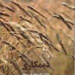 دیمکاری ( محمد علی رستگار )